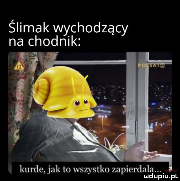 ślimak chodząc na chca k y kurde jak to wszystko zapierdala mduplu pl