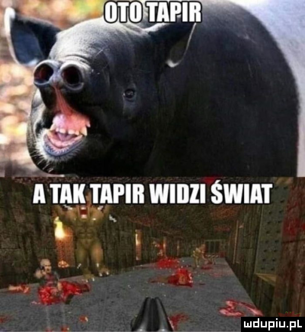 hak tapiił wiiiii świat m. b f. v   . tm t. a. w v au a