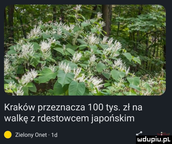 kraków przeznacza     tys. zł na walkę z rdestowcem japońskim o t  d leony ne mduplu fl