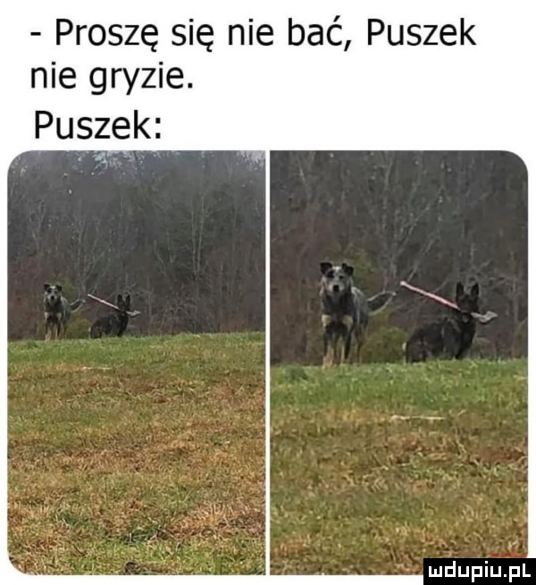 proszę się nie bać puszek nie gryzie. puszek