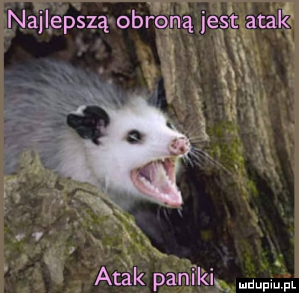 najlepszą obroną jeist atąlź u     a x vx   l  . ix atak pani kk pr