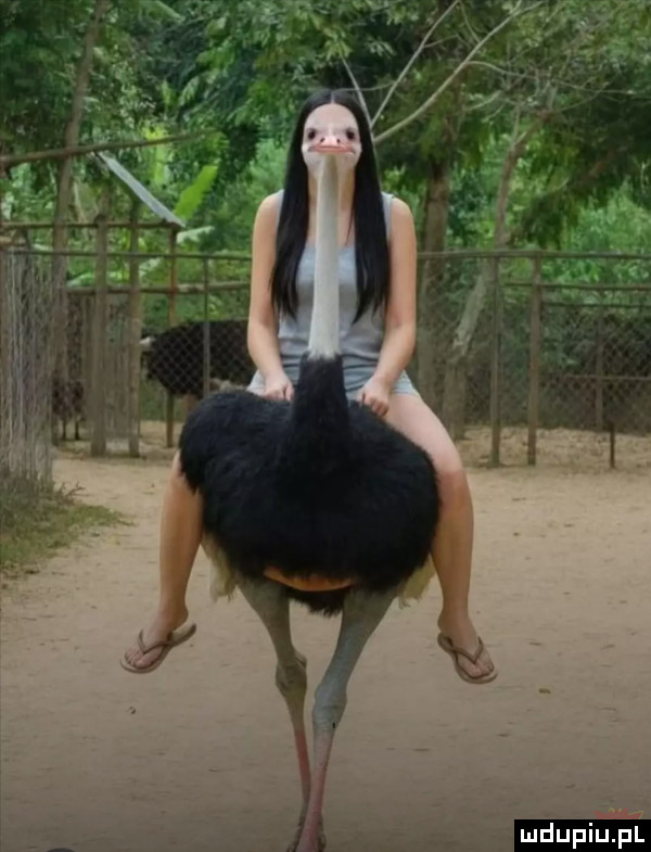 mdupillel