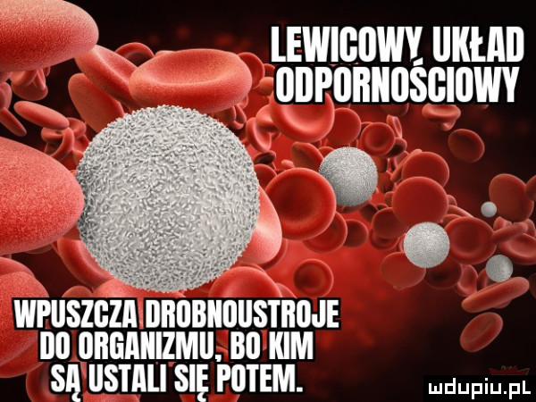 lemmom unum x x onmnuuścmwv afk wi llszgzmliiubiiiliistiiiije iii organizmu bi kim są ilstllli się potem