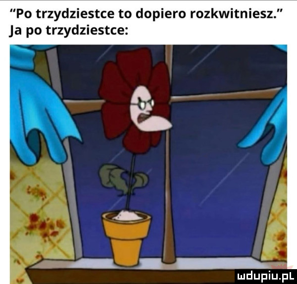 po trzydziestce to dopiero rozkwitniesz a po trzydziestce
