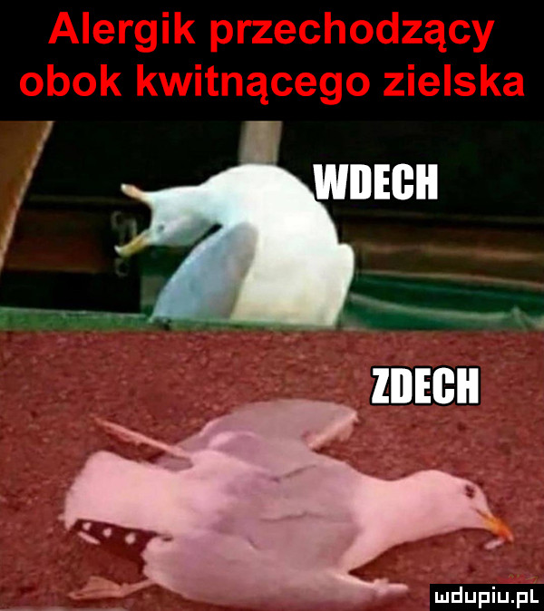 Obrazek