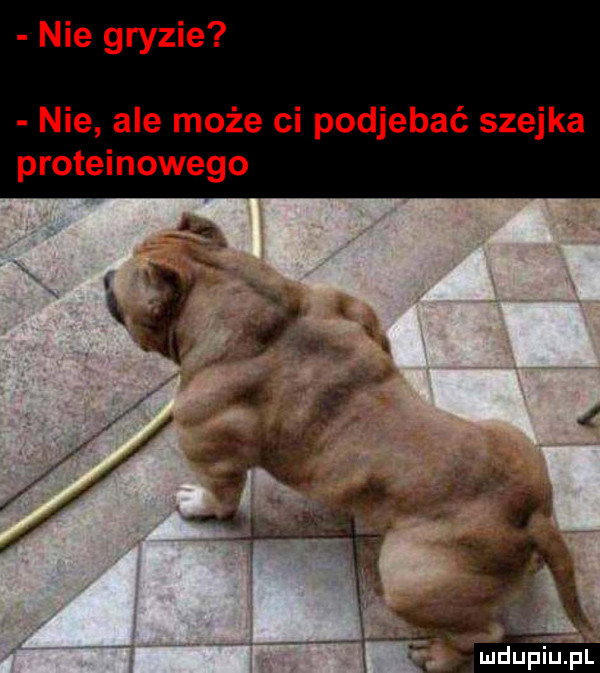 nie gryzie nie ale może ci podjebać szejka proteinowego