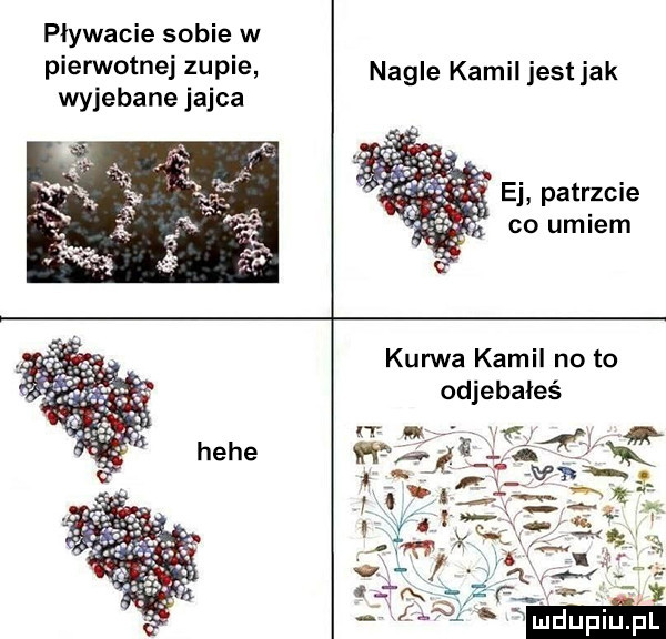 pływacie sobie w pierwotnej zupie wyjebane jajca nagle kamil jest jak ej patrzcie co umiem kurwa kamil no to odjebałeś