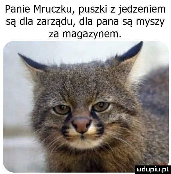 panie mruczku puszki z jedzeniem są dla zarządu dla pana są myszy za magazynem