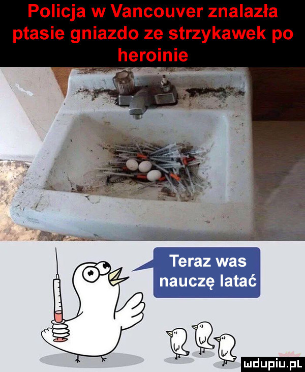 policja w vancouver znalazła ptasie gniazdo ze strzykawek po heroinie teraz was nauczę latać duciu. pl