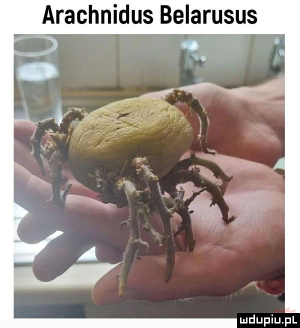 arachnidus belarusus