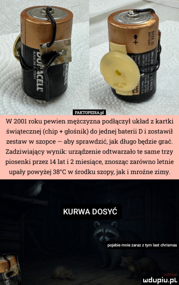 emu w      roku pewien mężczyzna podłączył układ z kartki świątecznej chip głośnik do jednej baterii d i zostawił zestaw w szopce aby sprawdzić jak długo będzie grać. zadziwiający wynik urządzenie odtwarzała te same trzy piosenki przez    lat i   miesiące znosząc zarówno letnie upały powyżej    c w środku szopy jak i mroźne zimy. kurwa dosyć dom m mm mu   tym losu cnrlnmu m