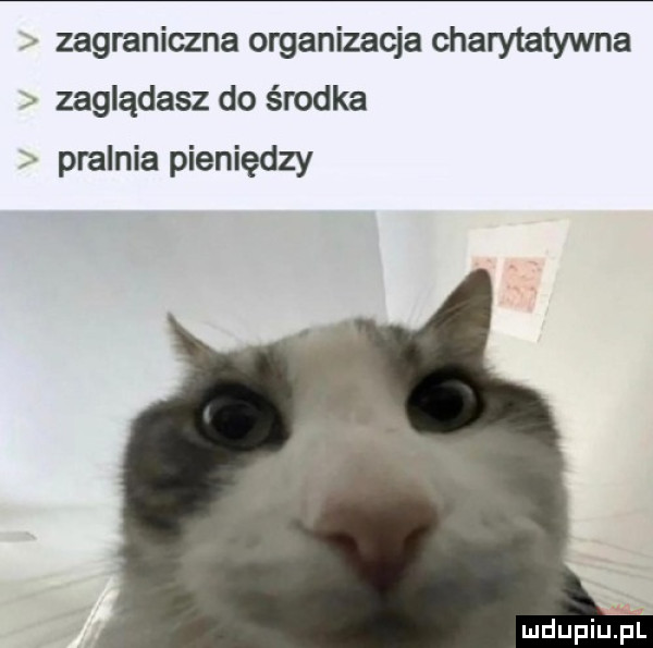 zagraniczna organizacja charytatywna zaglądasz do środka pralnia pieniędzy