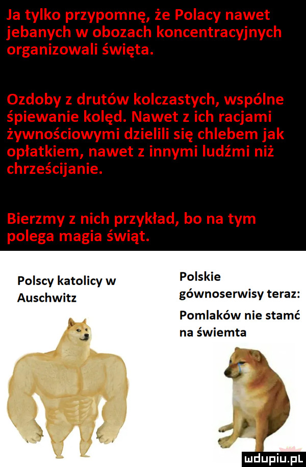 polscy katolicy w auschwitz polskie gćwnoserwisy teraz pollaków nie starć na świemta