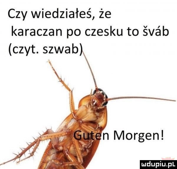 czy wiedziałeś że karaczan po czesku to śvśb czat. szwab n morten ludu iu. l