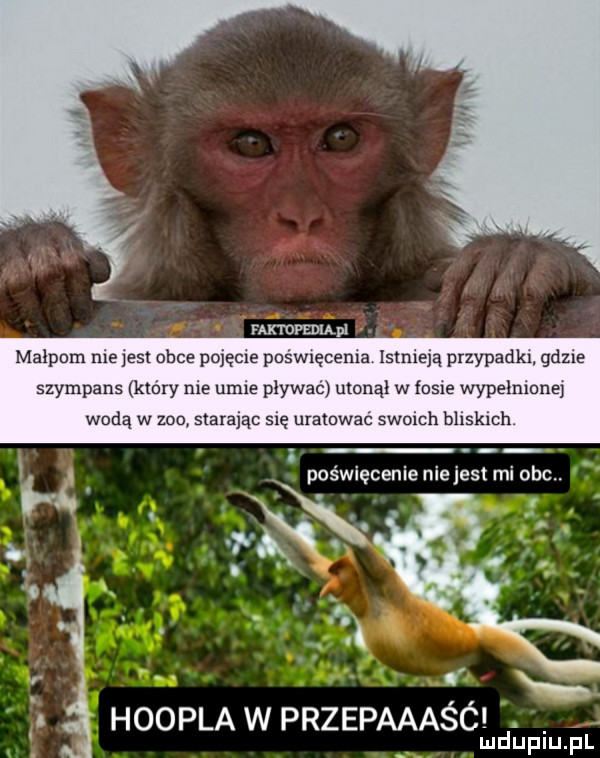 faktdpediad malpum ma jest obce pojęcie pośwlęcema irma przypadk  gaz e szympans ktory ma umie pływać utonął w      wypełnione wodą w zoo starając mę uratować swoich blnskmh r u poświęcenie nie jest mi oko.   ą hoopla w przepaaaśó ludupiu. pl