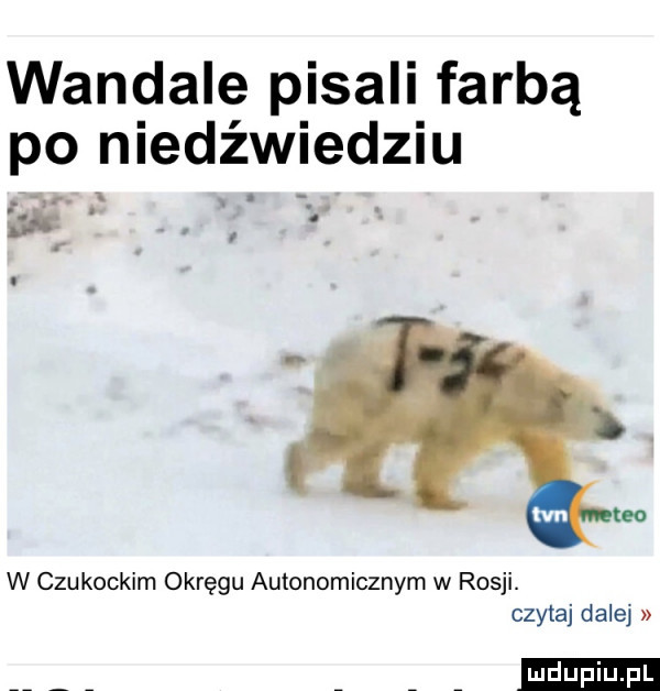 wandale pisali farbą po niedźwiedziu l h i   r. abakankami. r. tka w czukockim okręgu autonomicznym w rosji. czytaj dalej u ubu l