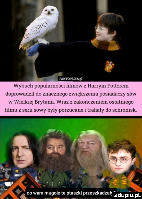 fampeiąpl wybuch popularności filmów z harrym potterem doprowadzil do znacznego zwiększenia posiadaczy sow w wielkiej brytanii. wraz z zakonczeniem ostatniego filmu z serii sowy byly porzucane l trafiały do schronisk. abakankami x co warn mugole e ptaszki przeszkadzah udupihpl