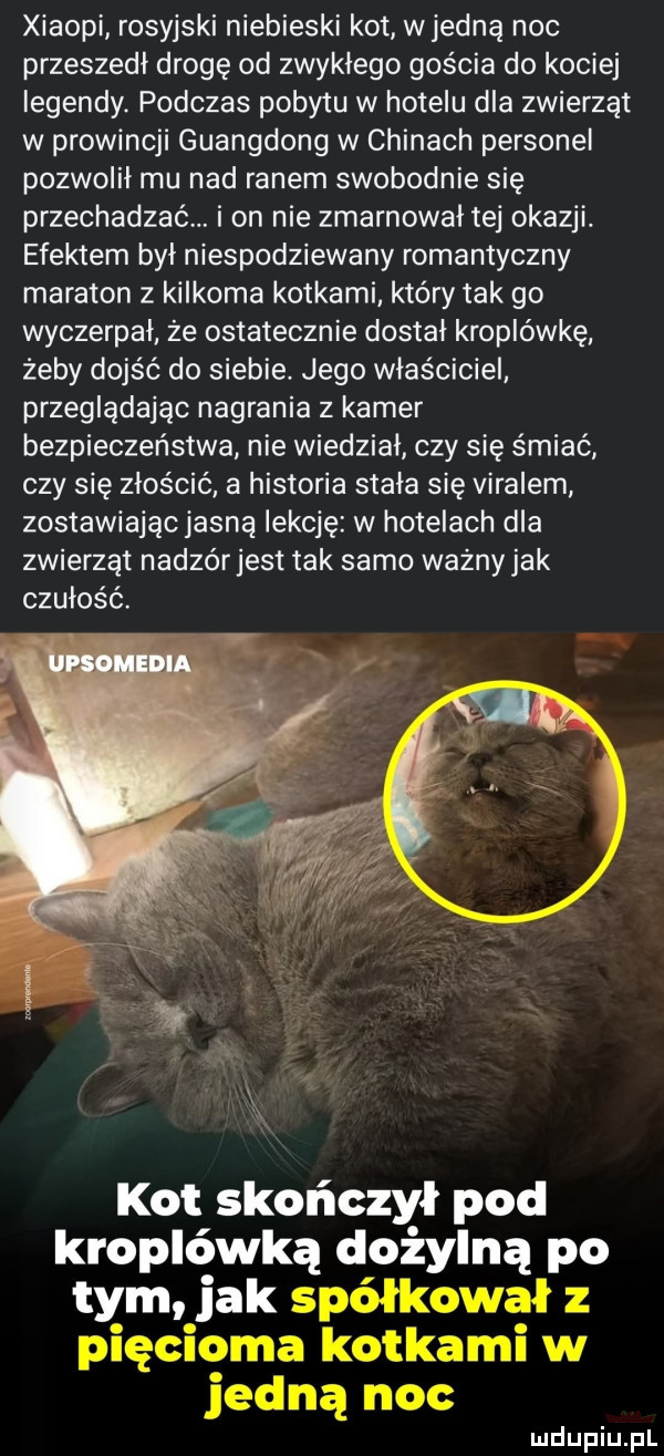 xiaomi rosyjski niebieski kot wredną noc przeszedł drogę od zwykłego gościa do kociej legendy. podczas pobytu w hotelu dla zwierząt w prowincji guangdong w chinach personel pozwolił mu nad ranem swobodnie się przechadzać. i on nie zmarnował tej okazji. efektem był niespodziewany romantyczny maraton z kilkoma kotkami który tak go wyczerpał że ostatecznie dostal kroplówkę żeby dojść do siebie. jego właściciel przeglądając nagrania z kamer bezpieczeństwa nie wiedział czy się śmiać czy się złościć a historia stała się viralem zostawiającjasną lekcję w hotelach dla zwierząt nadzórjest tak samo waznyjak czułość. kot skończył pod kroplówką dożylną po tym jak spółkował z pięcioma kotkami w jedną noc