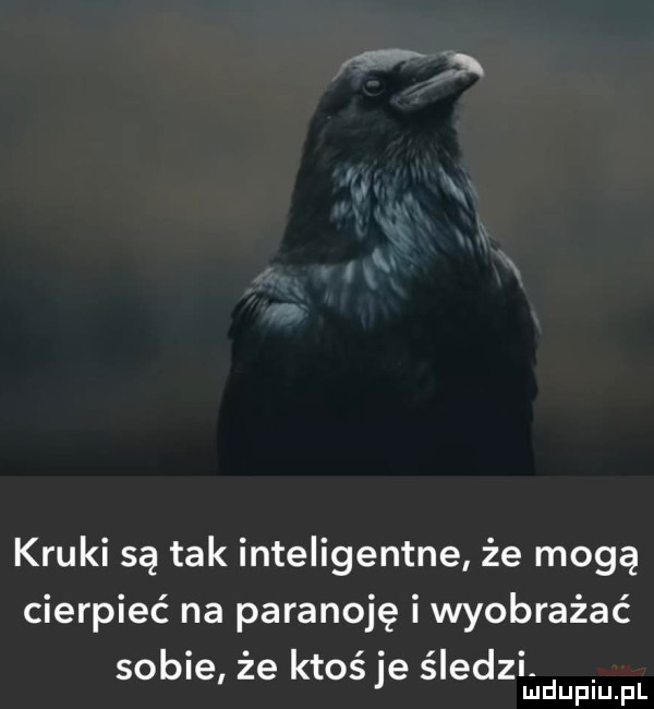kruki są tak inteligentne że mogą cierpieć na paranoje i wyobrażać sobie że ktoś je śledzi. mduplu pl