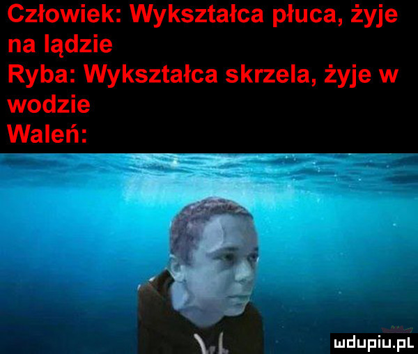człowiek wykształca płuca żyje na lądzie ryba wykształca skrzela żyje w wodzie waleń i