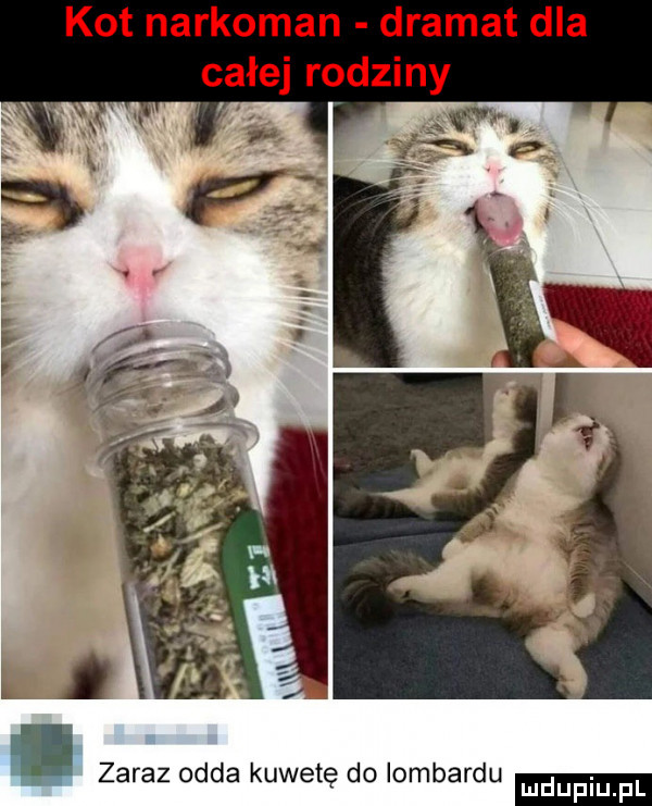 kot narkoman dramat dla zaraz odda kuwetę do lombardu