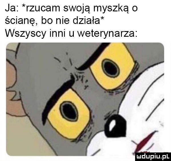 ja rzucam swoją myszką o ścianę bo nie działa wszyscy inni u weterynarza