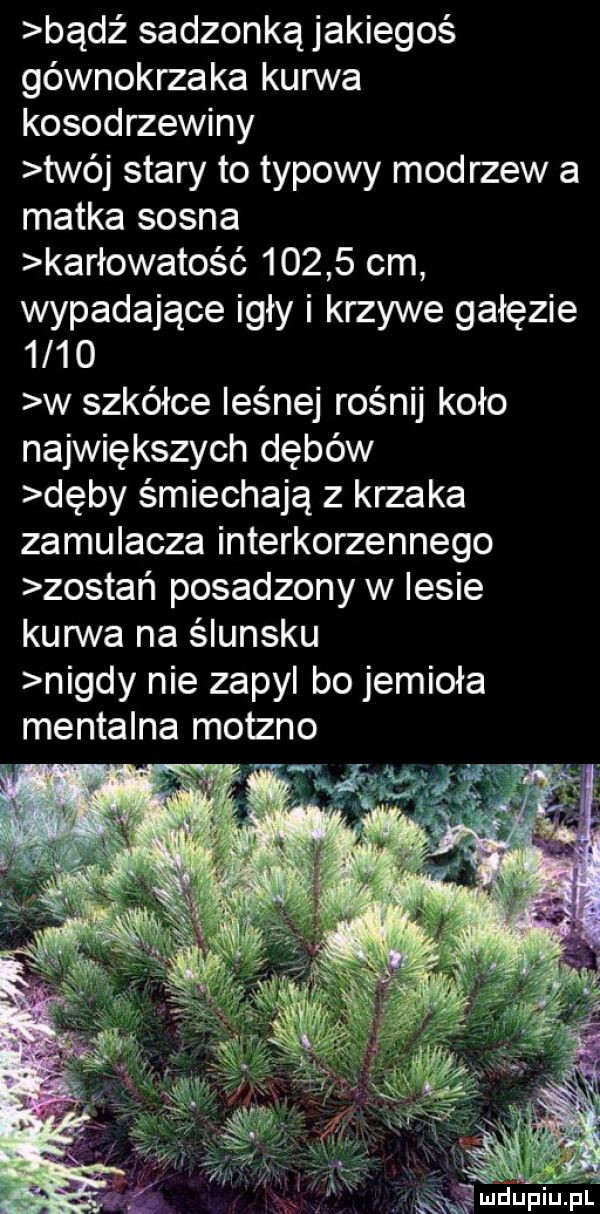 badż sadzonką jakiegoś gównokrzaka kurwa kosodrzewiny twój stary to typowy modrzew a matka sosna karłowatość       cm wypadające igły i krzywe gałęzie      w szkółce leśnej rośnij koło największych dębów dęby śmiechają z krzaka zamulacza interkorzennego zostań posadzony w lesie kurwa na ślunsku nigdy nie zapyl bo jemioła mentalna moszno