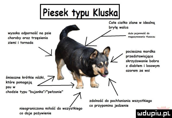 piesek u kluska m. mow. inul w idealną ma walcu mm. w wysoka adpwmść na psl mm mu mm ziem ma mam mordka mumwmw mmm. ham x mm   wasem. mam u w  mm mm. m nan pewny. w. chodu ww bulanka mm do mm. nie wszysﬂutgn d mogmmum miłość a mym go mm j adm