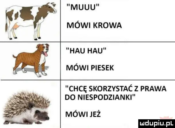 mucu msf ę mówi krowa h. v. hau hau a mówi piesek chcę sxonzvsmć z prawa do niespodzianki mówi jeż ludu iu. l