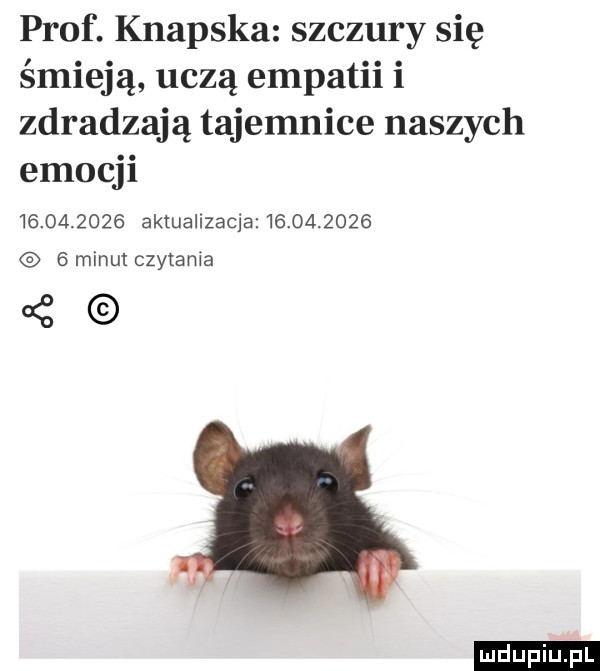 prof. knapska szczury się śmieją uczą empatii i zdradzają tajemnice naszych emocji          aktualizacja              minut czytania z ludu iu. l