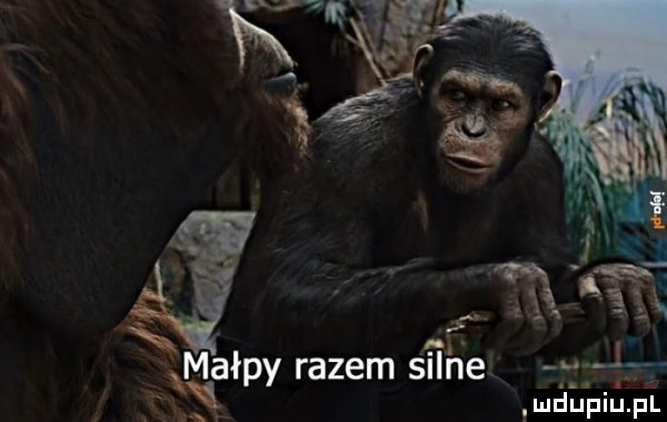 małpy razem s ifee j. sóksł ludupiu. pl
