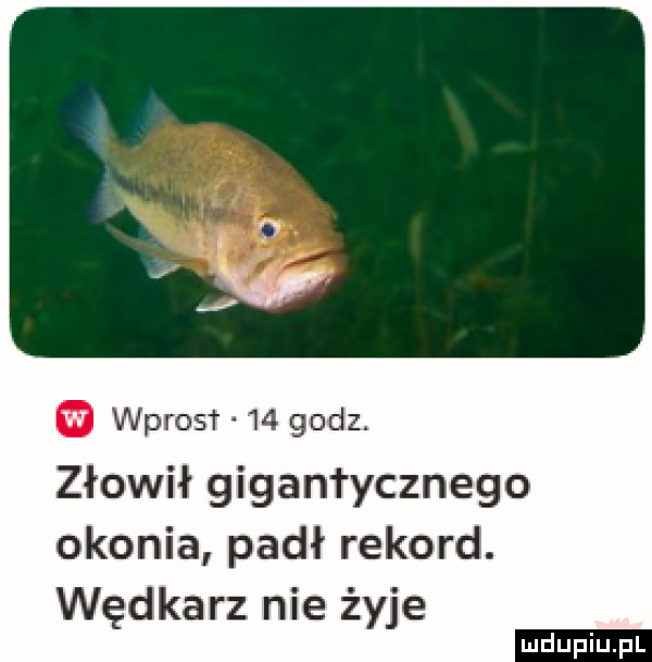 Obrazek