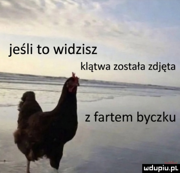 jeśli to widzisz klątwa została zdjęta m t z fartem byczku