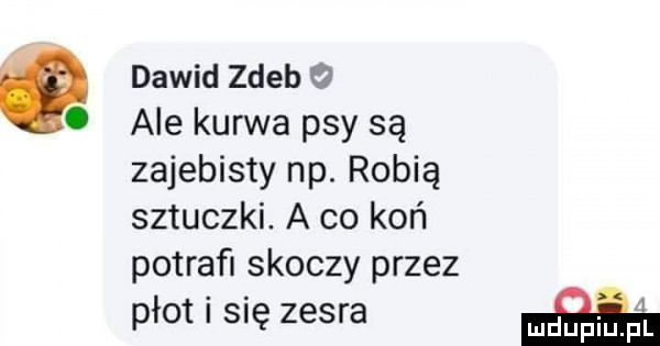 dawid zdeb   ale kurwa psy są zajebisty np. robią sztuczki. a co koń potraﬁ skoczy przez płot i się zesra