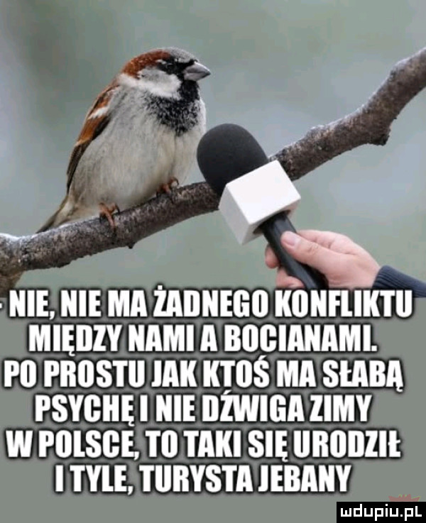 Obrazek