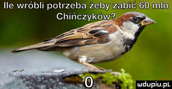 Obrazek