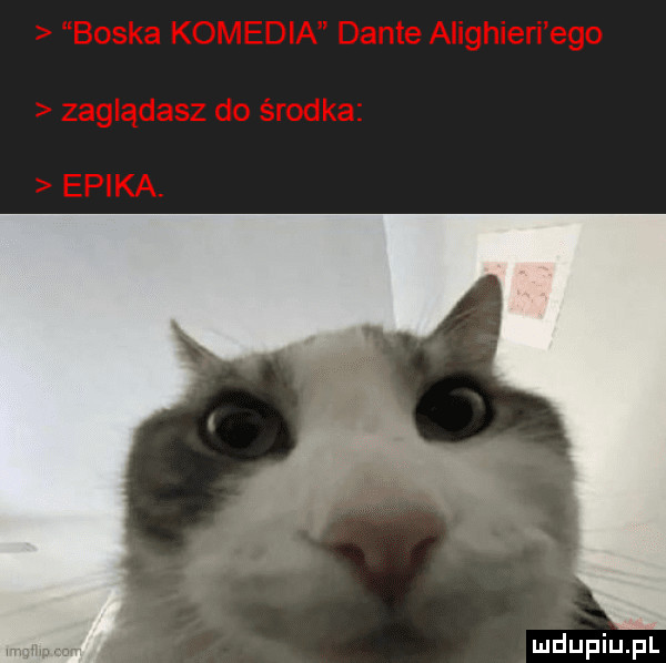 Obrazek