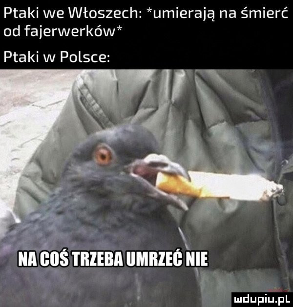 Obrazek