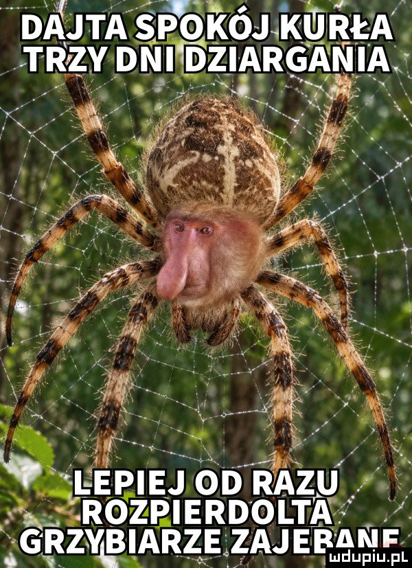 Obrazek