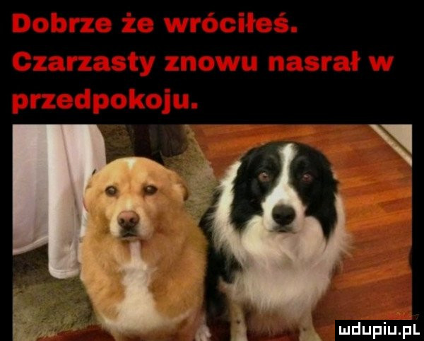 Obrazek