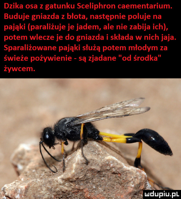 dzika osa z gatunku sceliphron caementarium. buduje gniazda z blota następnie poluje na pająki paraliżuje je jadem ale nie zabija ich potem wlecze je do gniazda i sklada w nich jaja. sparaliżowane pająki służą potem mlodym za świeże pożywienie są zjadane od środka żywcem. mdupiinl