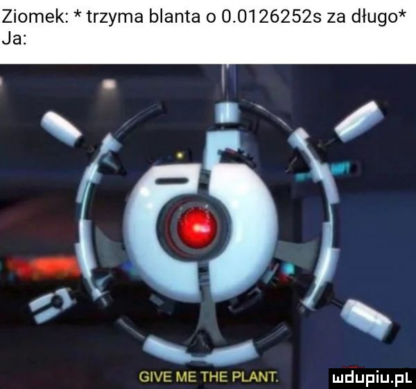 ziomek trzyma blanta             za długo ja gide me tee plant