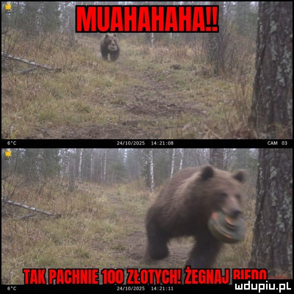 Obrazek