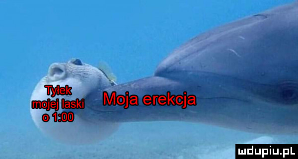 upiu pl