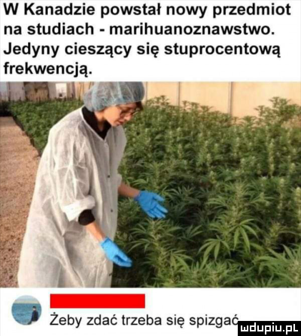 w kanadzie powstał nowy przedmiot na studiach marihuanoznawstwo. jedyny cieszący się stuprocentową frekwencją. żeby zdać trzeba się spizga urdupiu pl