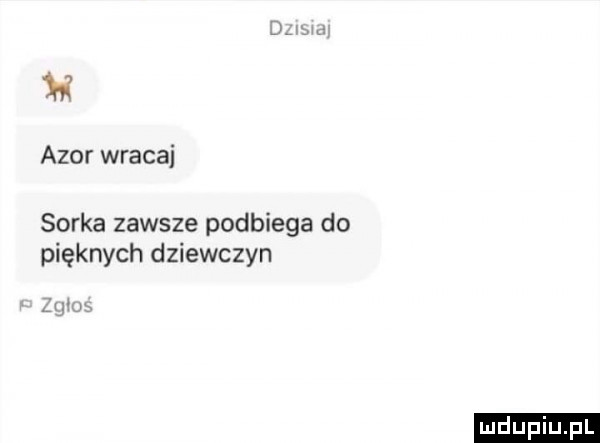 h azor wracaj sorka zawsze podbiega do pięknych dziewczyn u w ludu iu. l