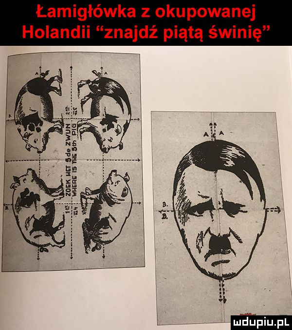 łamigłówka z okupowan j holandii znajdź piątą świnię