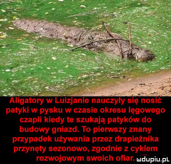 aligatory w luizjanie nauczyły się nosić patyki w pysku w czasie okresu lęgowego czapli kiedy te szukają patyków do budowy gniazd. to pierwszy znany przypadek używania przez drapieżnika przynęty sezonowo zgodnie z cyklem rozwojowym swoich ofiar. meupiupl