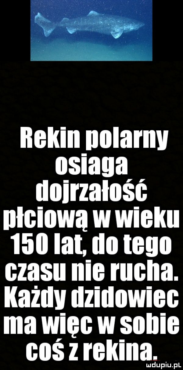 ilekin nularnv usiada doirzalosc naciowa w wieku     lat uu tego czasu nie rucha. kazdy uziunwiec ma więc w sunie coś z rekina uuuuuuuu