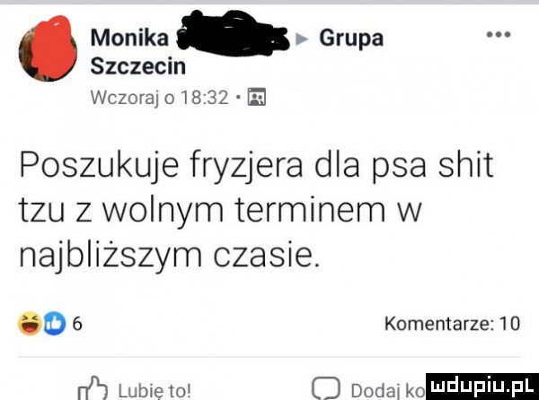 monika grupa szczecin wczora o      poszukuje fryzjera dla psa skit tau z wolnym terminem w najbliższym czasie. o   komentarze    h lome    o dodax k